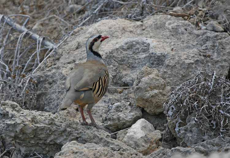Chukar