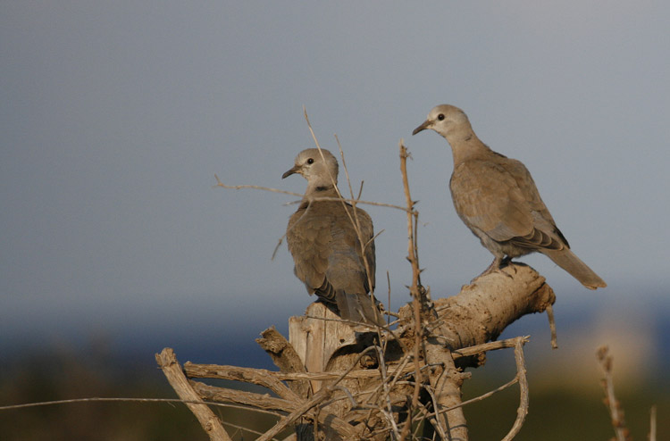 Collared Dove