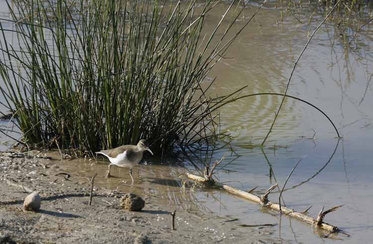 Common Sandpiper