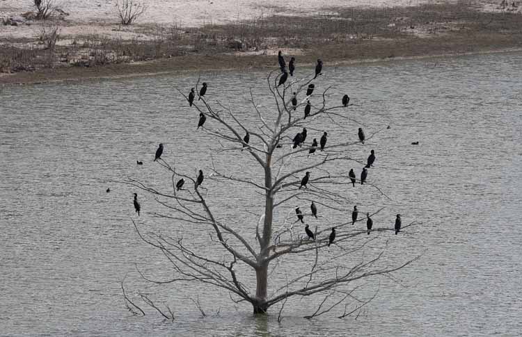 Cormorant