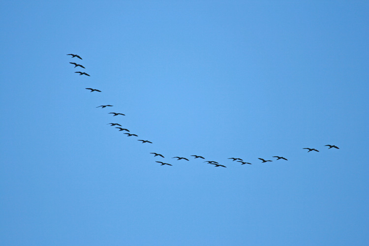 Cranes