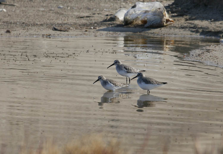 Curlew Sandpiper