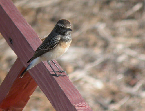 Cyprus Pied Wheatear