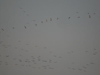 Cranes