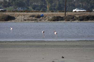 Flamingo