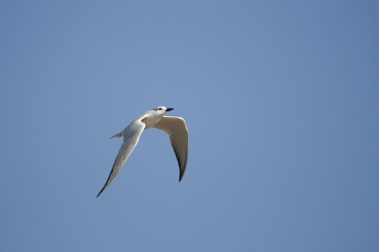Gull-billed Tern