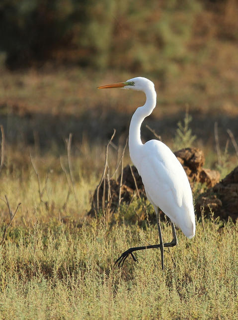 Great White Egret