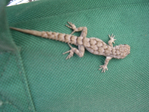 Kotschy's Gecko