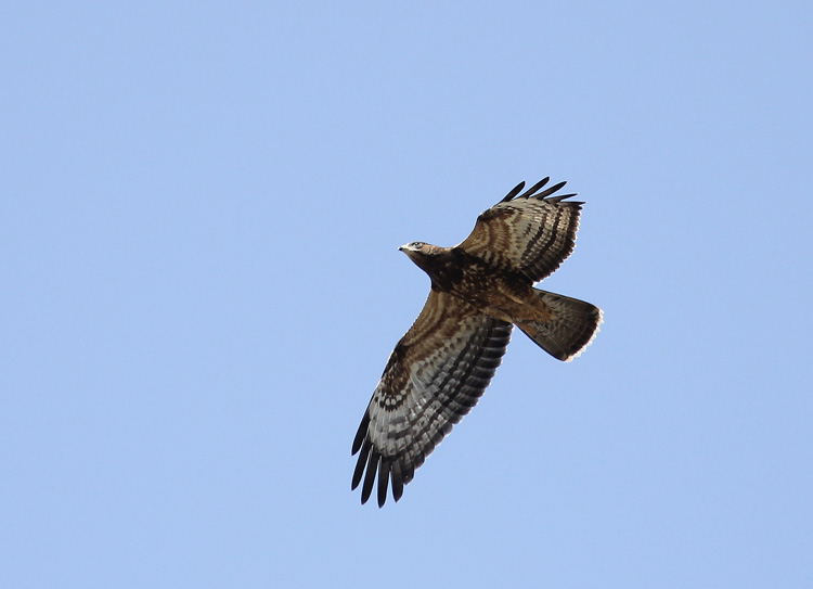 Honey Buzzard