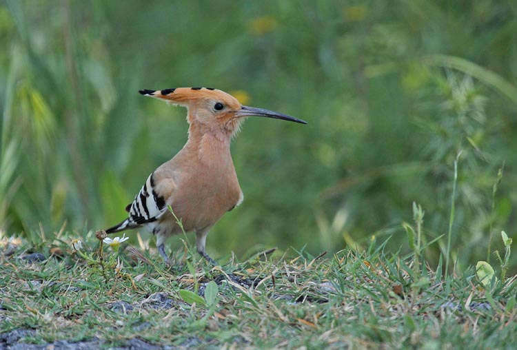 Hoopoe