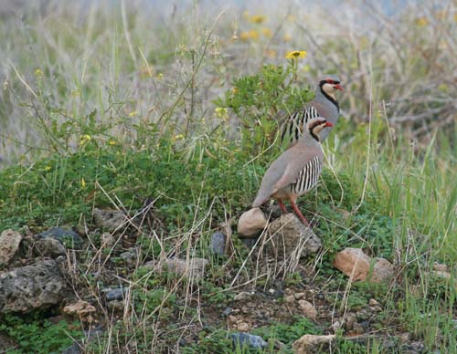 Chukar (Alectoris chukar)