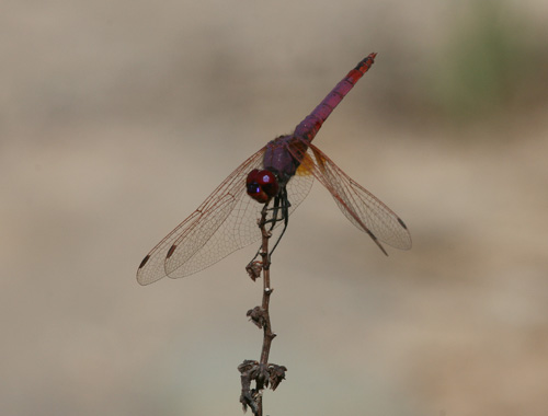 Dragonfly species