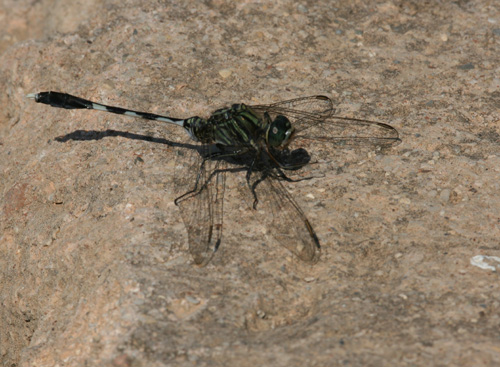 Dragonfly species