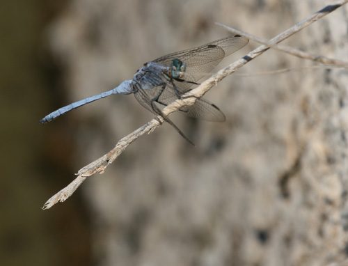 Dragonfly species