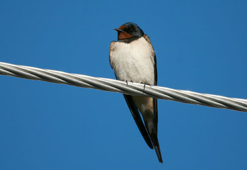 Swallow (Hirundo rustica)