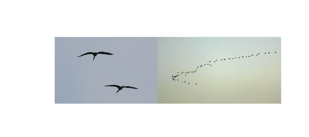 Ibis