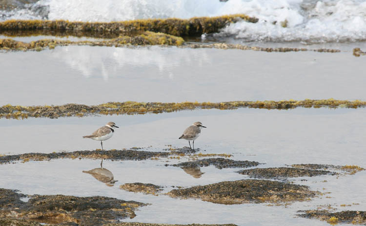 Kentish Plover
