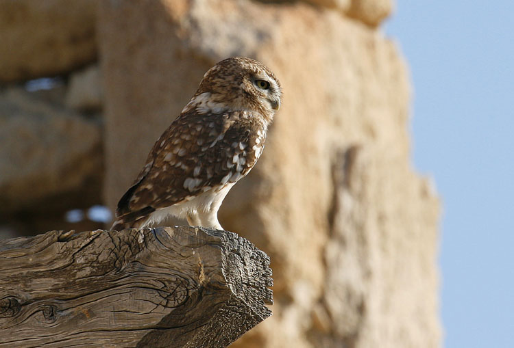 Little Owl