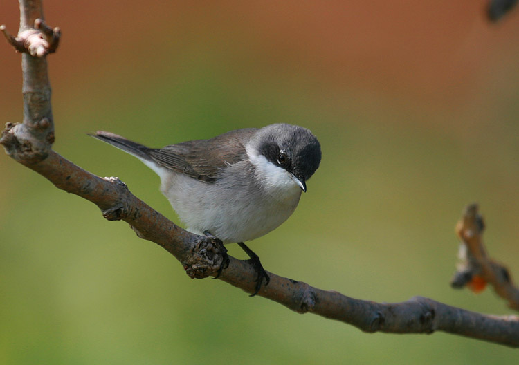 Lesser Whitethroat