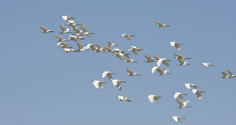 Little Egret