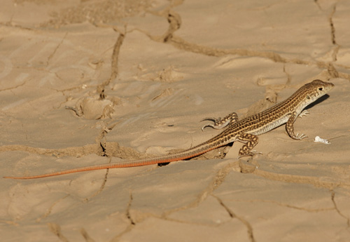 Lizard