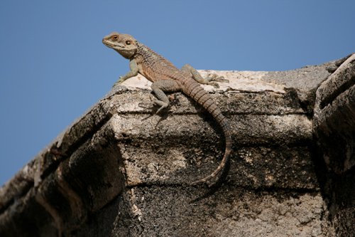 Agama stellio