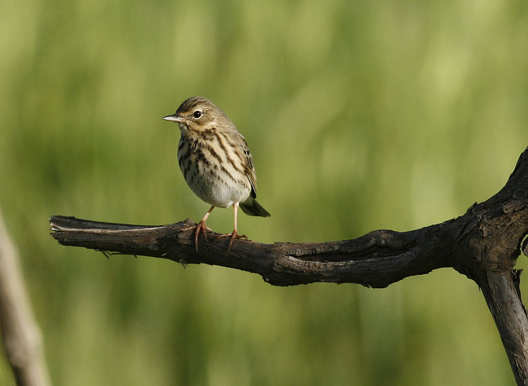 Meadow Pipit