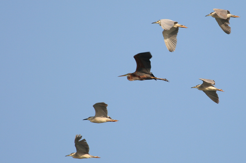 Night Heron