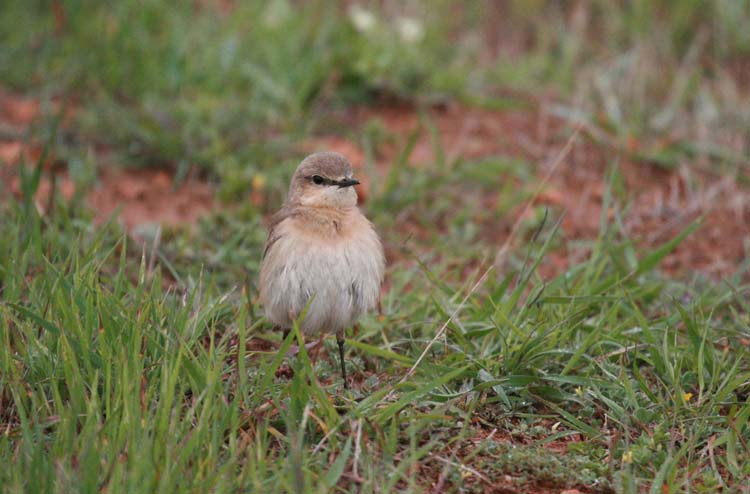 Northern Wheatear