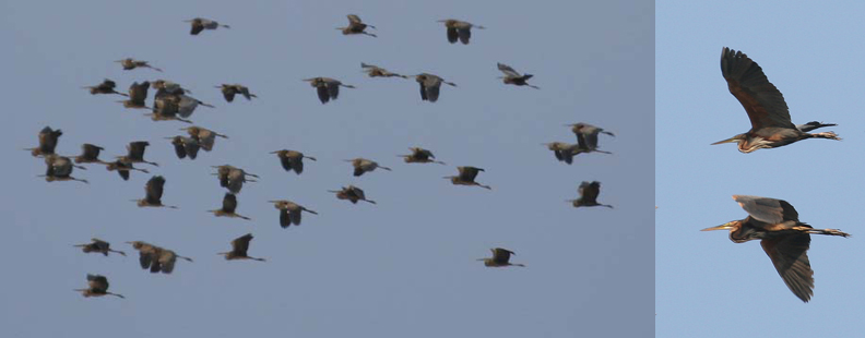 Purple Heron