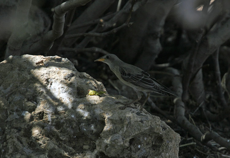 Rose-coloured Starling