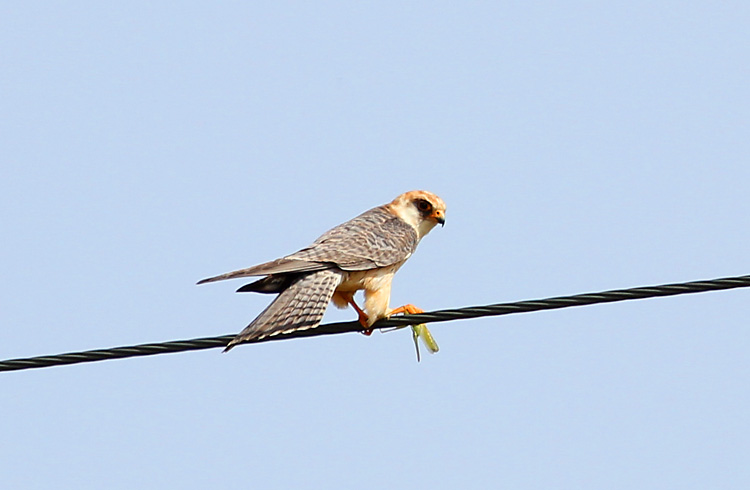 Red-footed Falcon
