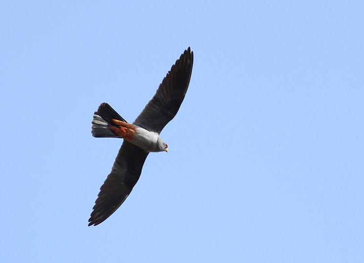 Red-footed Falcon