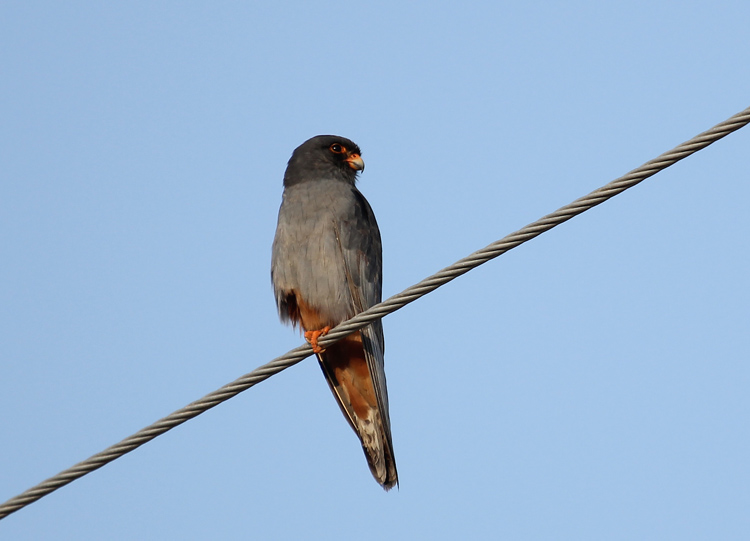 Red-footed Falcon