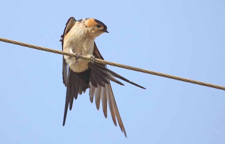 Red-rumped Swallow