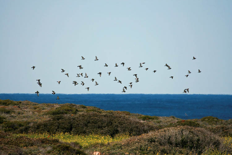 Rock Doves