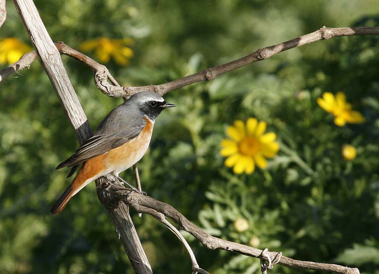 Redstart