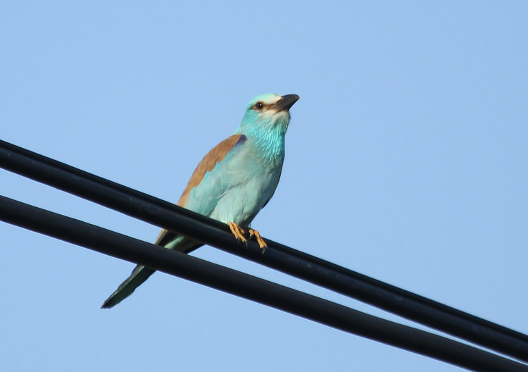 Roller