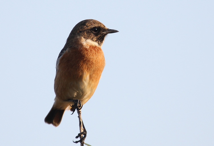 Stonechat