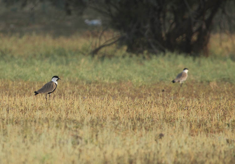 Spur-winged Plover