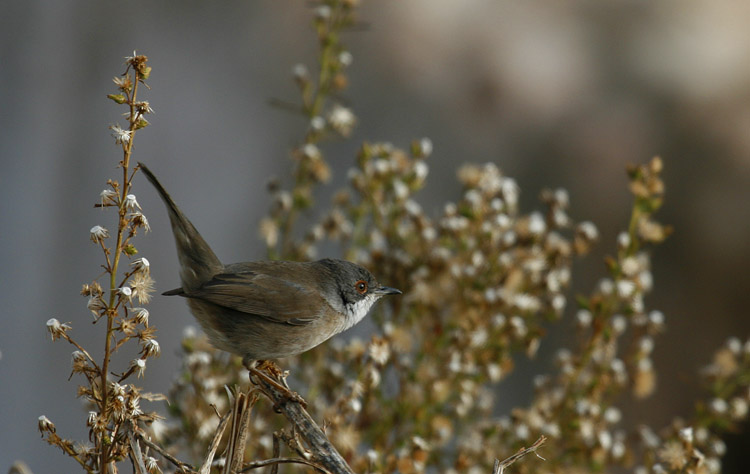 Sardinian Warbler