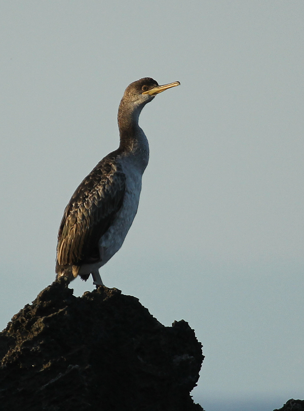 Shag