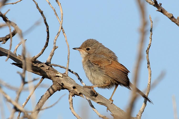 Spectacled Warbler