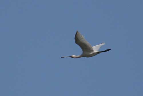 Spoonbill