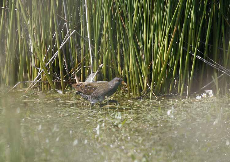 Spotted Crake