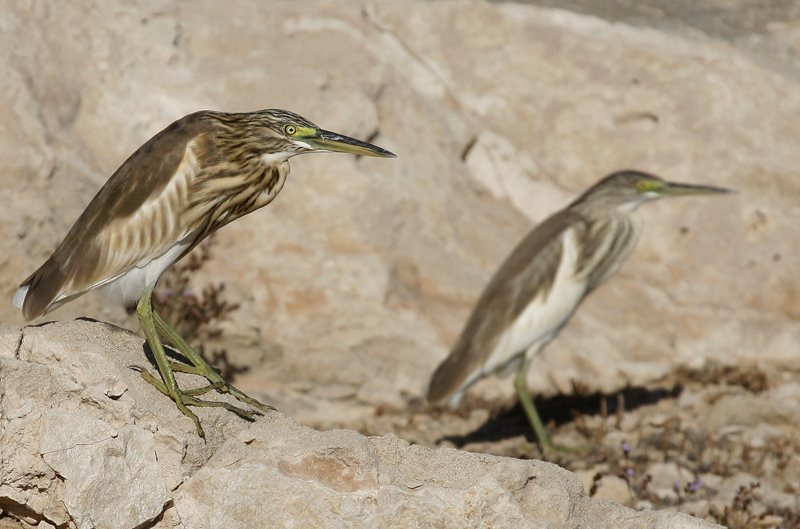 Squacco Heron