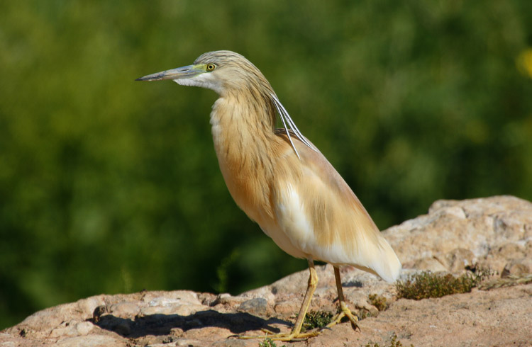 Squacco Heron