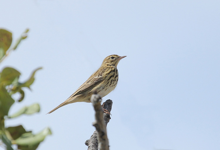 Tree Pipit