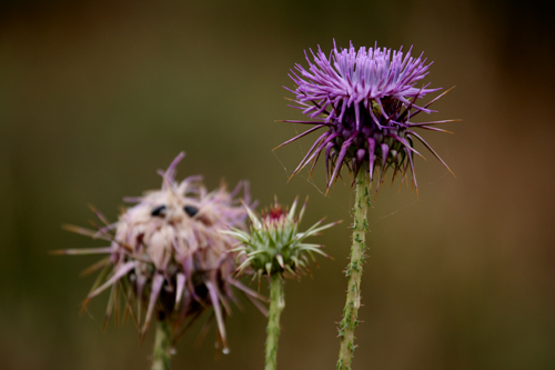 Thistle
