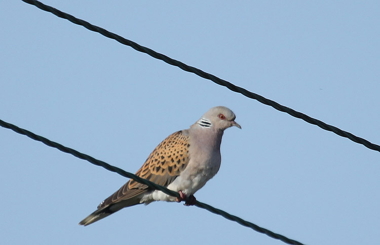 Turtle Dove